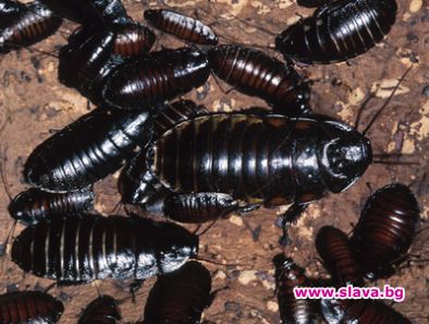 Уволниха журналисти заради хлебарка