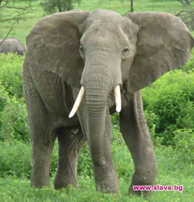 Излекуваха слон-наркоман