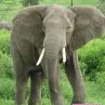 Излекуваха слон-наркоман