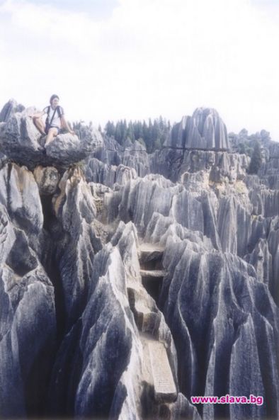 Откриха най-древните гори