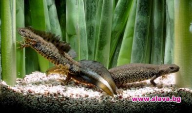 Земноводните изчезват?