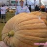 Тиква-гигант в Швейцария