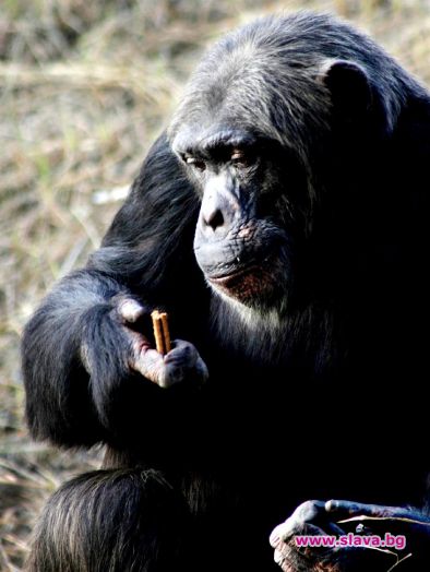 Шимпанзе осинови бебета тигри