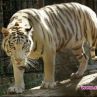 12 г затвор за китаец убил и изял рядък тигър