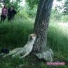 Ново зверство: обесиха куче в София