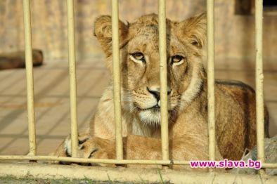 Изпратиха лъвиците Леа и Симона в Южна Африка