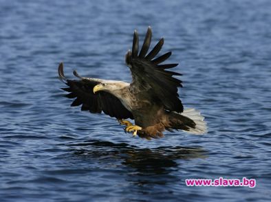 Каяк маниаци се впускат в рекорден леден рафтинг през януари