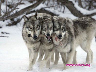 Ученик се спаси от вълци с метъл