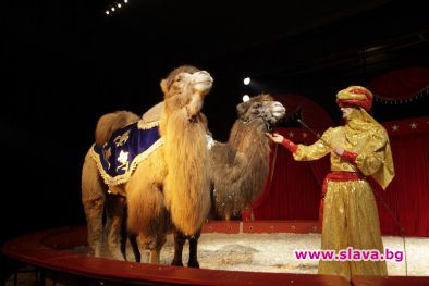 КАМИЛИ И КОНЕ В НОВАТА ПРОГРАМА НА СОФИЙСКИЯ ЦИРК