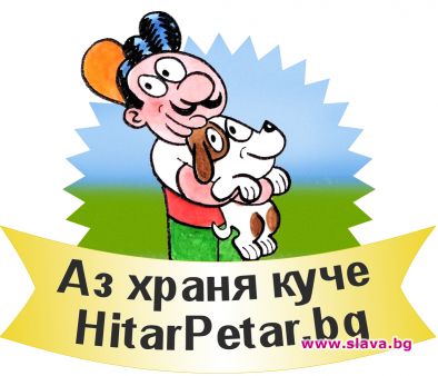 Онлайн играта помогна на куче да бъде осиновено