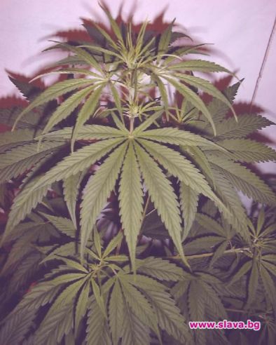 Разшифроват генома на марихуаната