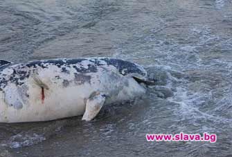 РИОСВ установи, че разстреляният делфин починал от естествена смърт