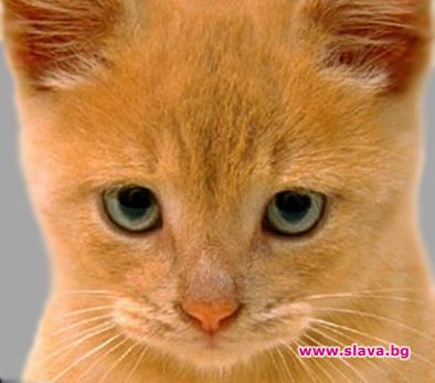 Котка стана звезда в Америка