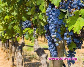 Италиански инвеститори имат интерес към български лозя