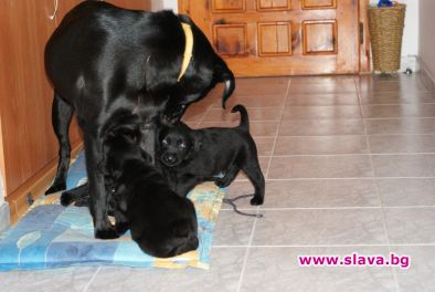 Опашки за зоохотели по празниците