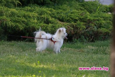 200 лева глоба за куче без СРС