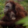 ЧЕТИРИ ЛАПИ спасява бедстващи оранготани в Индонезия