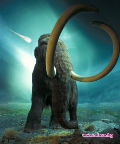 Заснеха мамут в Сибир 