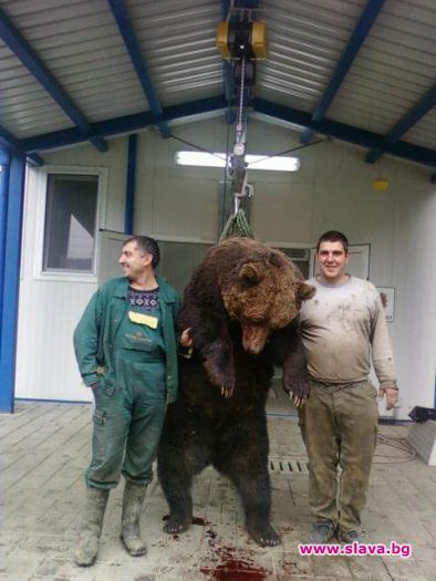 Оковаха мечка за 30 000 евро