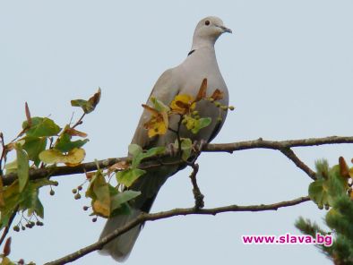 Гугутка – новият символ на София?