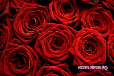 Надуха яко цените на розите