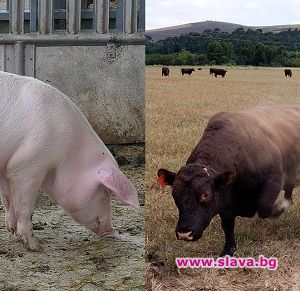 Любов пламна между прасе и бик 