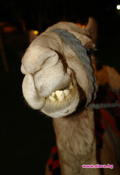 Правят сладолед от камила