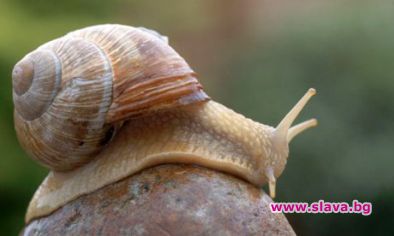 Обучават охлюви в шпионаж 