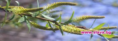 Лазаровден е!