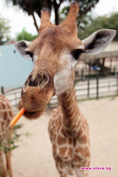 СМЯХ, СМЯХ И ПАК СМЯХ!!! (ЧАСТ 192)