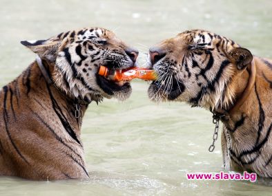 СМЯХ, СМЯХ И ПАК СМЯХ!!! (ЧАСТ 197)