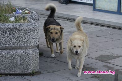 Погват песовете в 12 области 