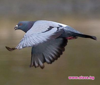 Пощенските гълъби са по-бързи от Интернет