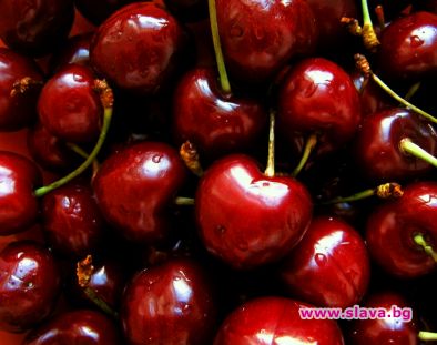 Череши по 50 лева килото