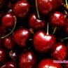 Череши по 50 лева килото