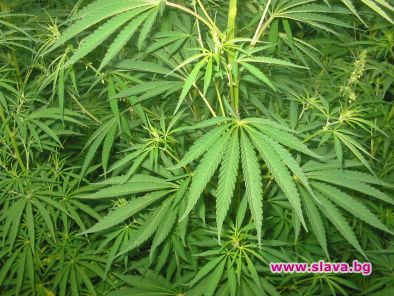 Израелци създадоха канабис, който не дрогира 