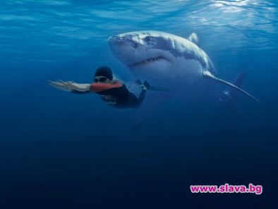 Плуване с акули хит в Дубай