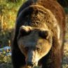 Приспаха най-възрастната мечка в парка в Белица