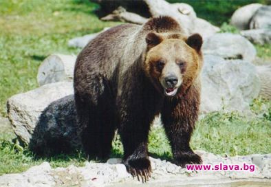 Мечка нахлу в мол 