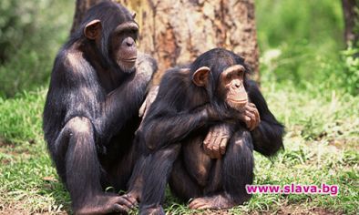 Само честността ни отличава от маймуните