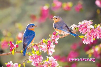 Мобилните приложения с птичи песни - опасни за пернатите