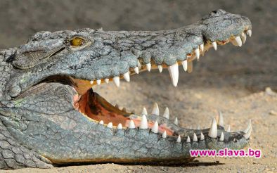 Смъртна присъда за крокодил, уплашил 19 души