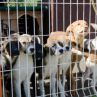 Флаш моб срещу закриването на приют Богров - стотици кучета и техните осиновители пред НДК