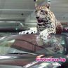 Кристо и Лора Караджова пускат високобюджетен клип