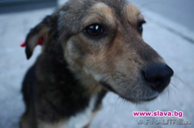 Добротата - Крайната цел на света