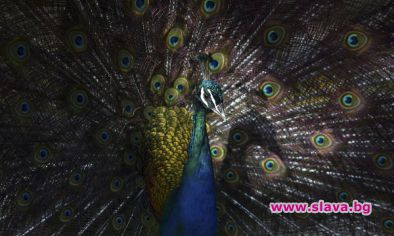 Котка изяде любимия паун на пакистанския премиер