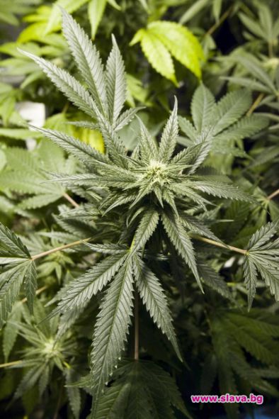 В САЩ пуснаха медицинска марихуана за кучета и котки