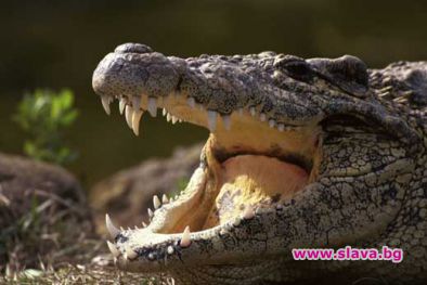 Крокодил плува в Дунав