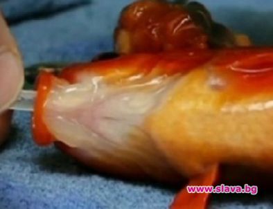 Златна рибка оцеля след мозъчна операция