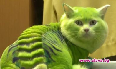 Котка като дракон и куче като стършел
